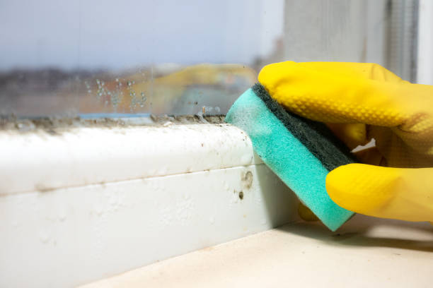 Best Attic Mold Remediation in Orlando, FL