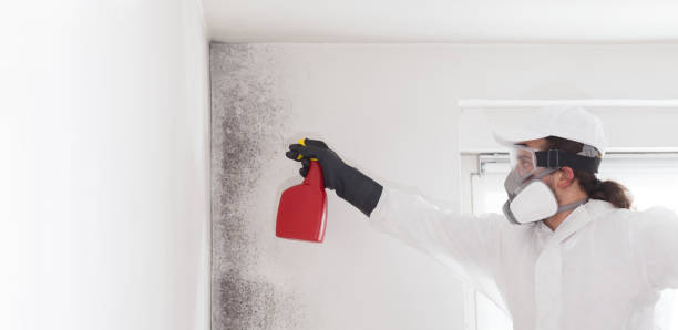 Trusted Orlando, FL Mold Remediation Experts