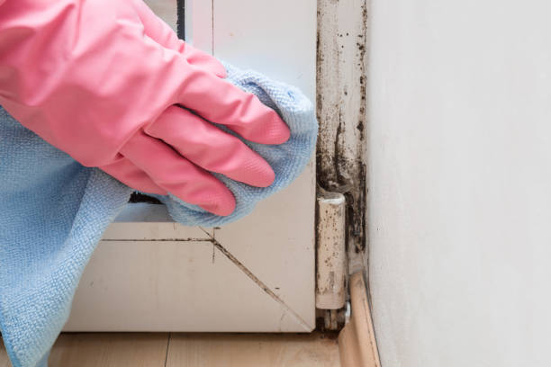 Trusted Orlando, FL Mold Remediation Experts
